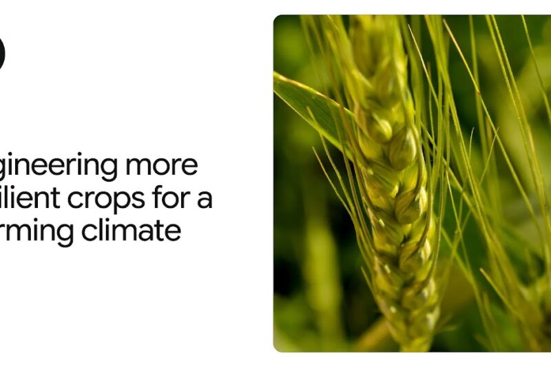 AlphaFold: 5 Ways It Helps Scientists Engineer More Heat-Tolerant Crops